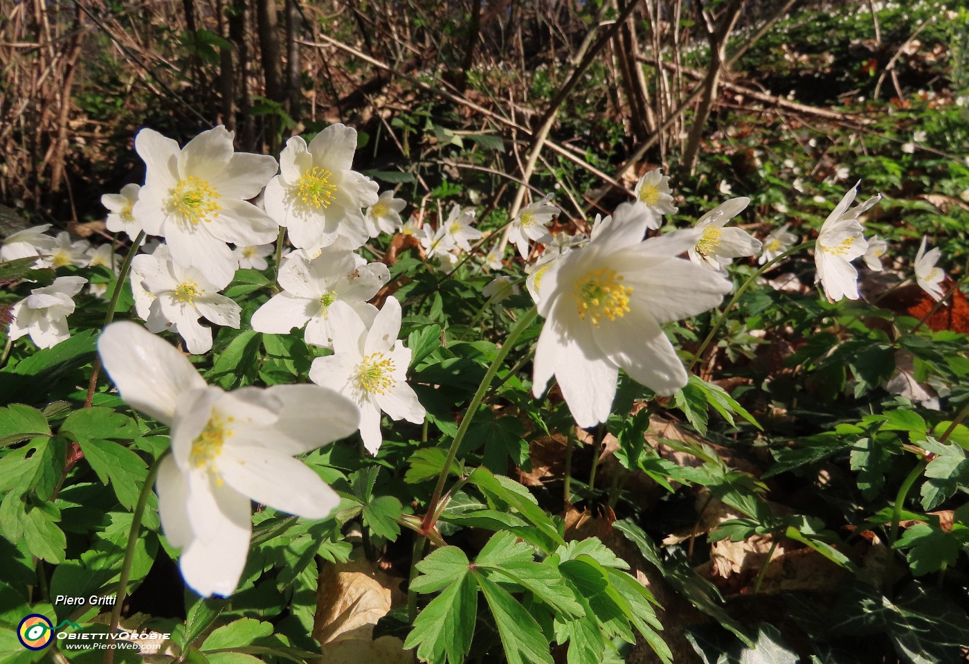 12 Anemoides nemorosa (Anemone dei boschi).JPG